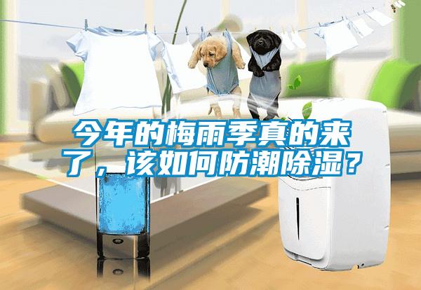 今年的梅雨季真的來了，該如何防潮除濕？