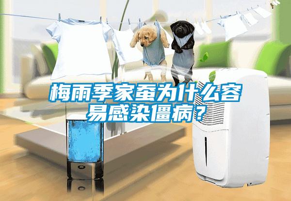 梅雨季家蠶為什么容易感染僵??？
