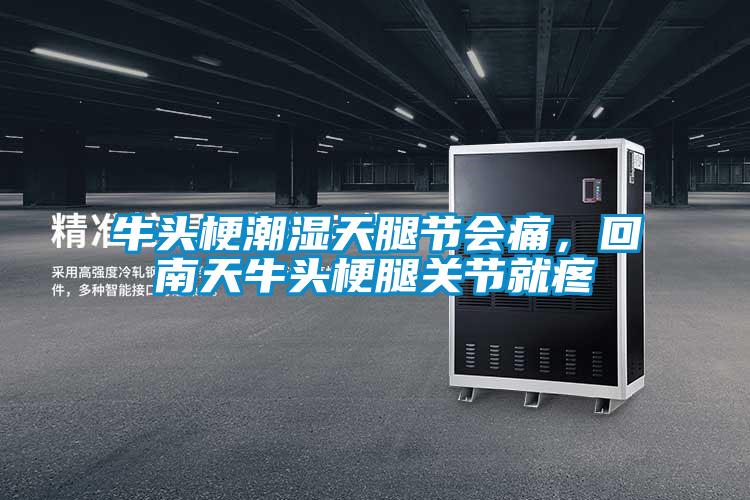 牛頭梗潮濕天腿節會痛，回南天牛頭梗腿關節就疼