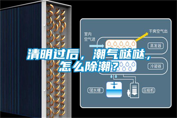 清明過后，潮氣噠噠，怎么除潮？