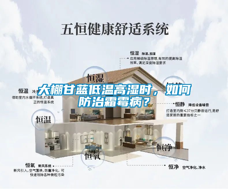 大棚甘藍(lán)低溫高濕時(shí)，如何防治霜霉病？